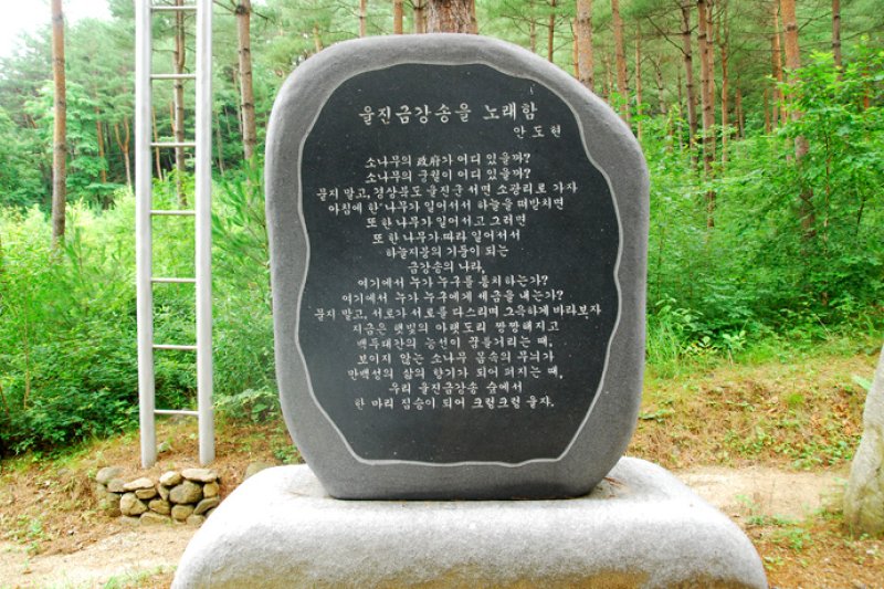 蔚珍 金剛松林道