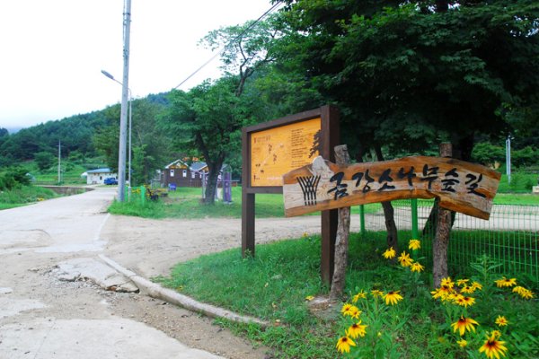 蔚珍 金剛松林道
