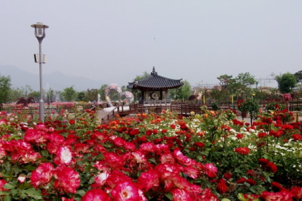 谷城世界薔薇祭り