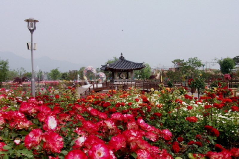谷城世界薔薇祭り (4/6)