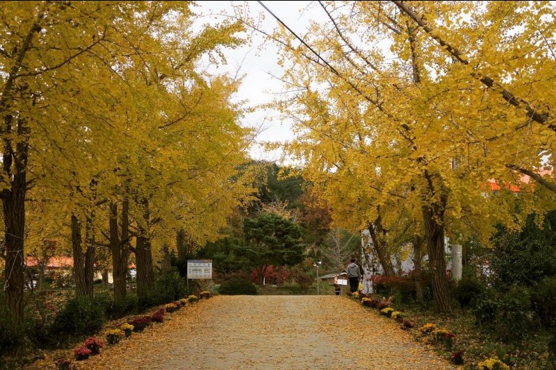 保寧 銀杏村 (4/6)