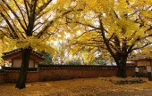 保寧 銀杏村