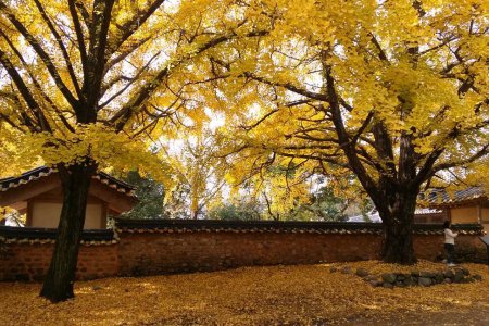保寧 銀杏村