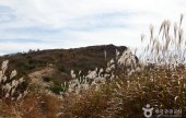 琵瑟山オンツツジ・ススキ群落地