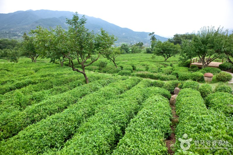 梅岩茶文化博物館 (2/17)