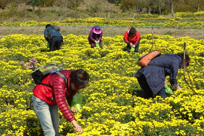 大韓民国菊香大典 (4/8)