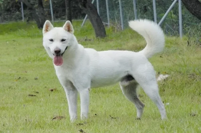 珍島犬 (1/4)