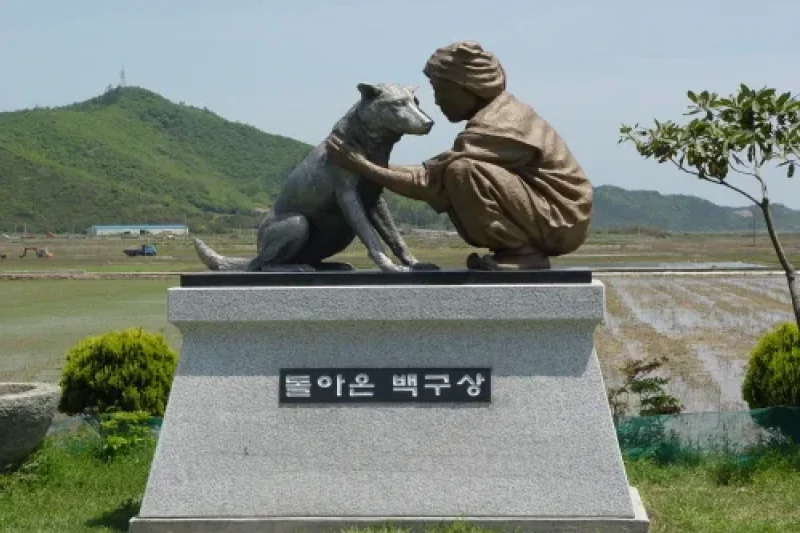 珍島犬 (3/4)