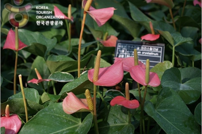 富川植物園 (9/11)