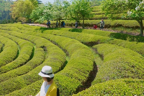 5月3日~7日、お茶の名産地・宝城で「宝城茶香祭り」開催