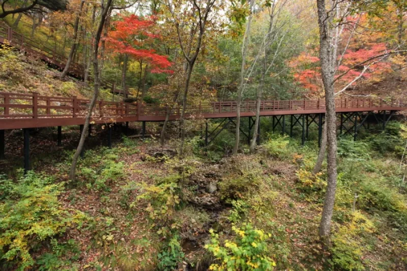 国立山林治療院（국립산림치유원） (9/13)