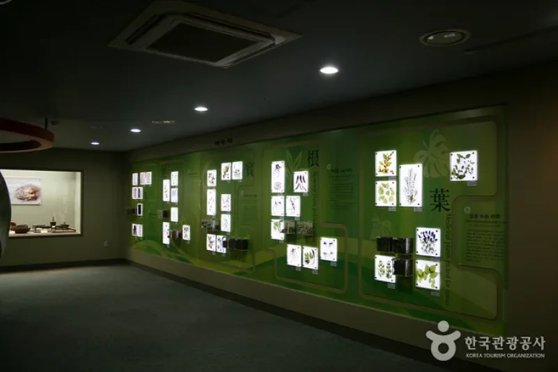 大邱薬令市韓医薬博物館 (11/16)