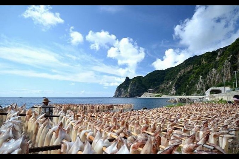 鬱陵島イカ祭り (13/17)