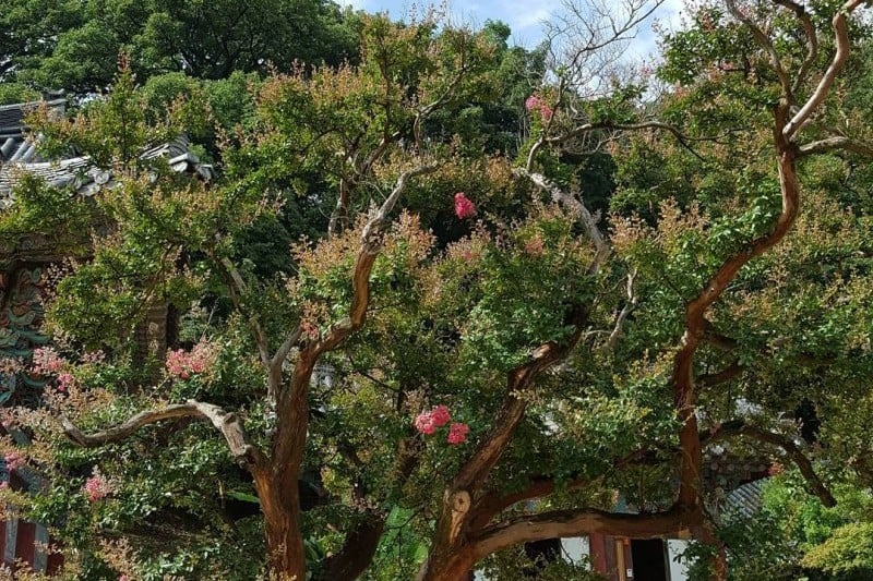 直指寺テンプルステイ (10/14)