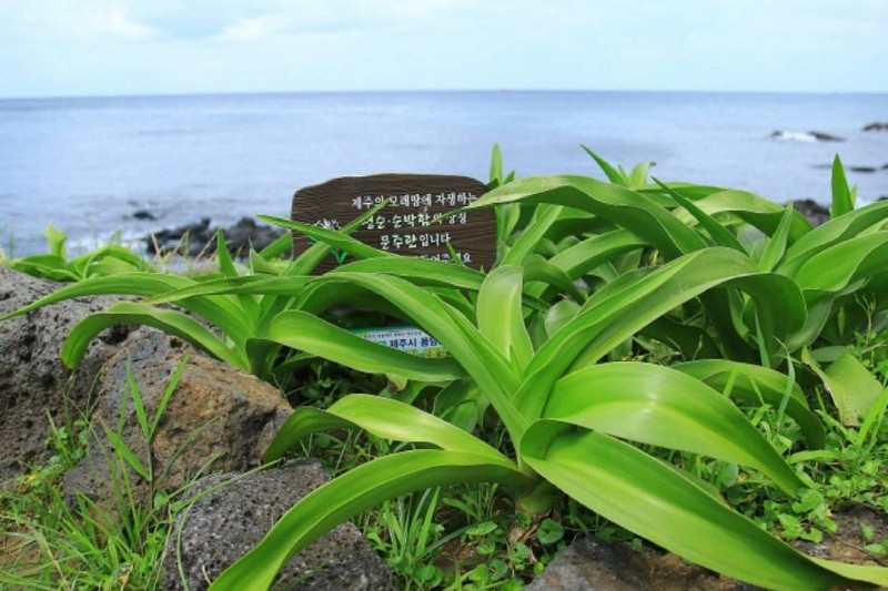 済州トキ島の文珠蘭自生地 (1/1)