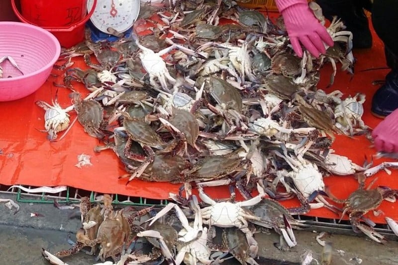 蘇来浦口総合魚市場 (6/14)