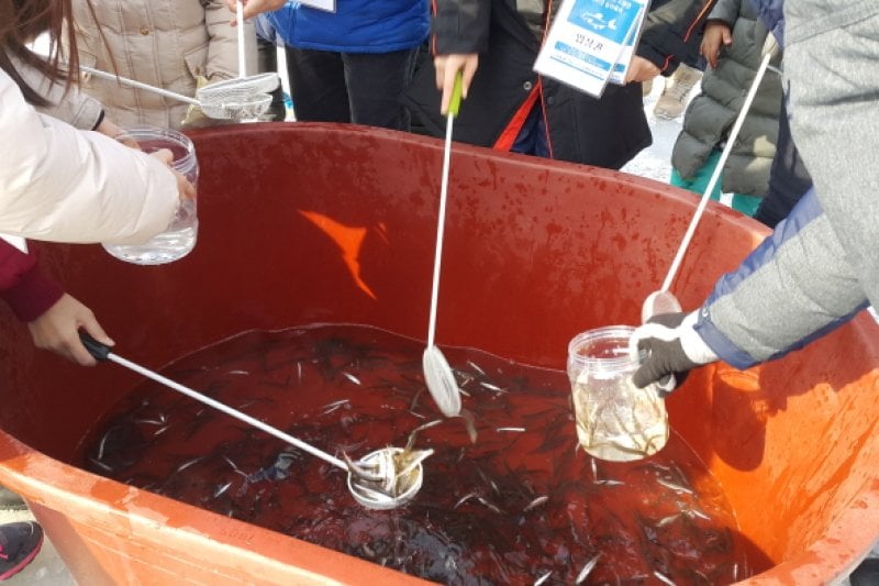 水清き楊坪大自然ワカサギマス祭り2018（물맑은 양평 대자연 빙어송어축제 2018） (1/20)