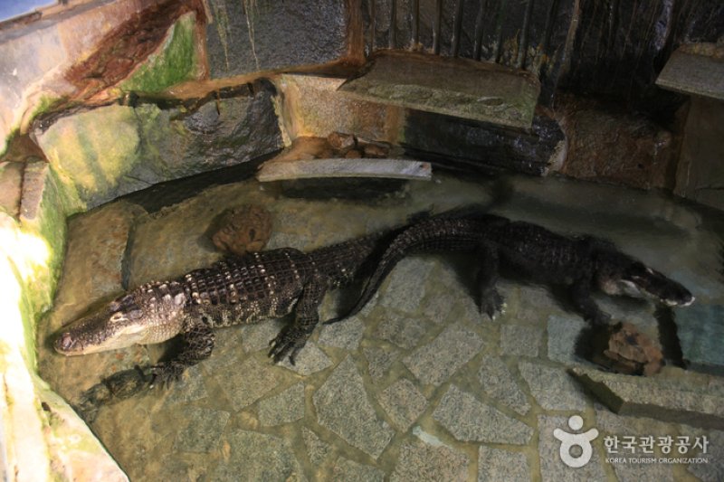 テーマ動物園ジュジュ（ZooZoo）（테마동물원 쥬쥬） (14/27)