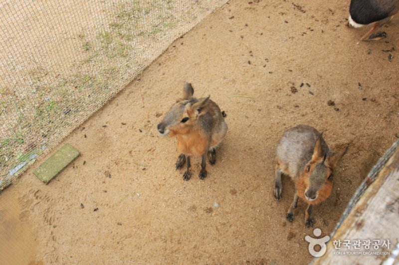 テーマ動物園ジュジュ（ZooZoo）（테마동물원 쥬쥬） (19/27)