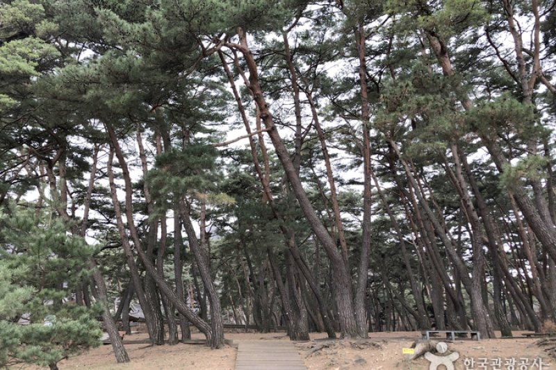 寧越 清冷浦 (30/46)