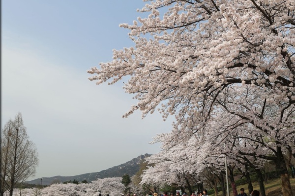 【韓国旅行情報】 ソウル＆済州のロマンチックな桜祭りを見に行こう！