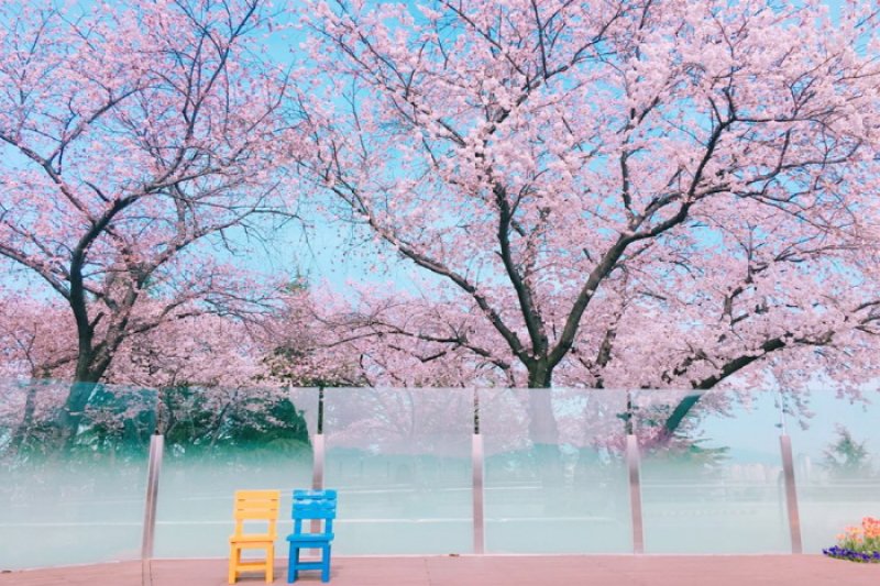 E-WORLDピョルピッ桜祭り (30/36)