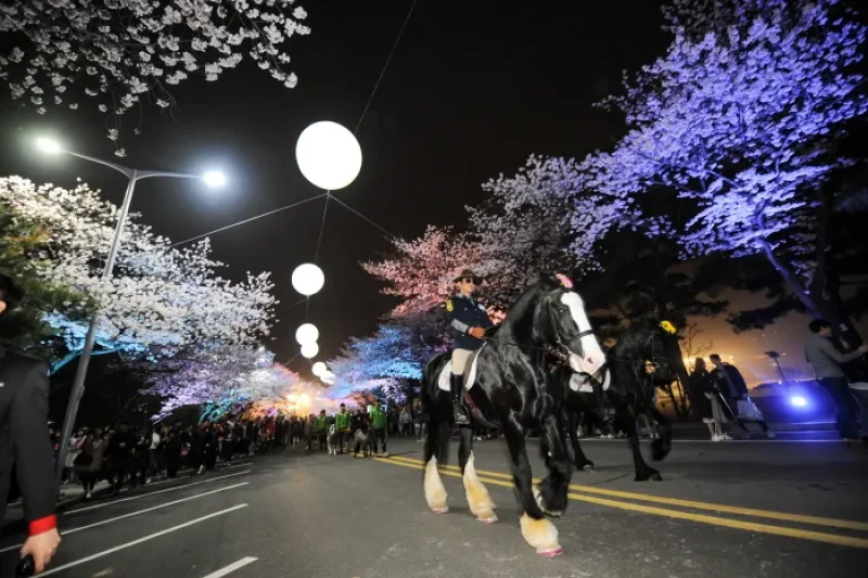 レッツランパークソウル夜間桜祭り (1/5)