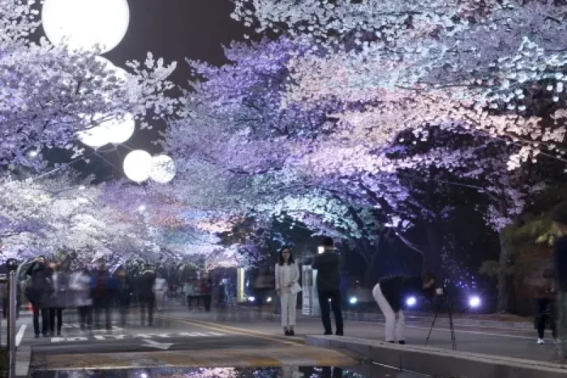 レッツランパークソウル夜間桜祭り (3/5)