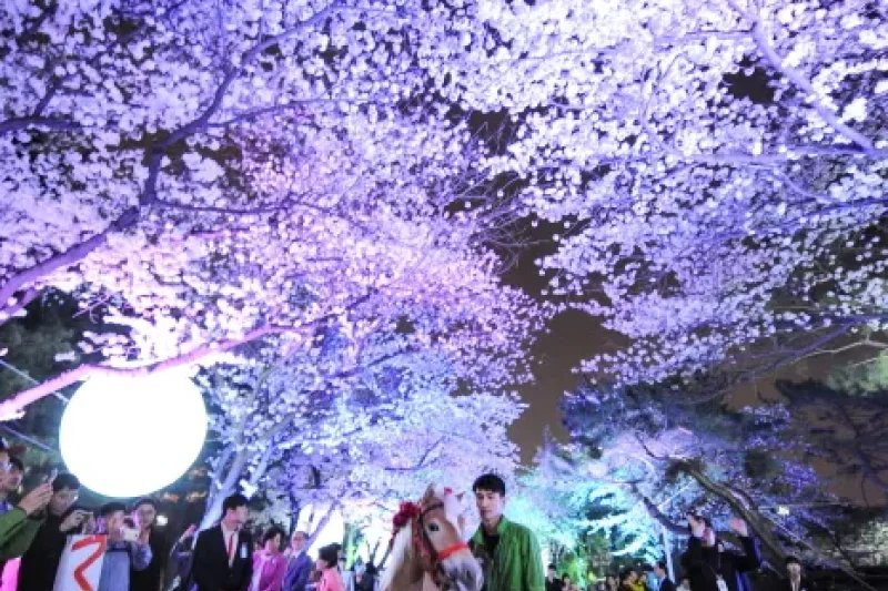 レッツランパークソウル夜間桜祭り (4/5)