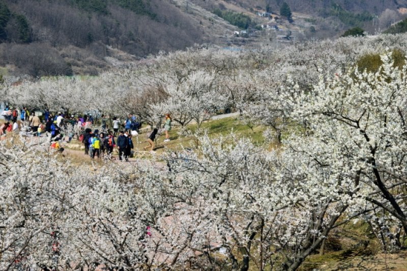梁山院洞梅花祭り（양산원동매화축제 2018） (1/8)