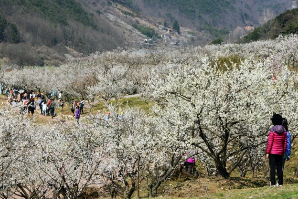 梁山院洞梅花祭り（양산원동매화축제 2018）