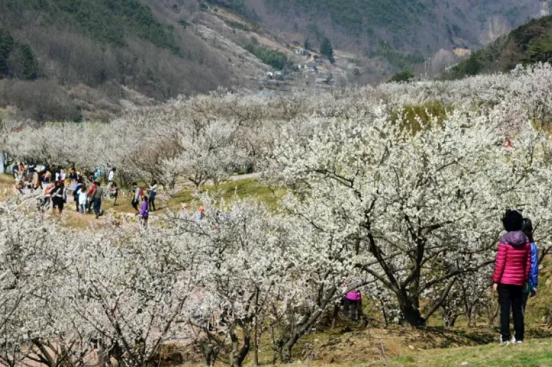 梁山院洞梅花祭り（양산원동매화축제 2018） (3/8)