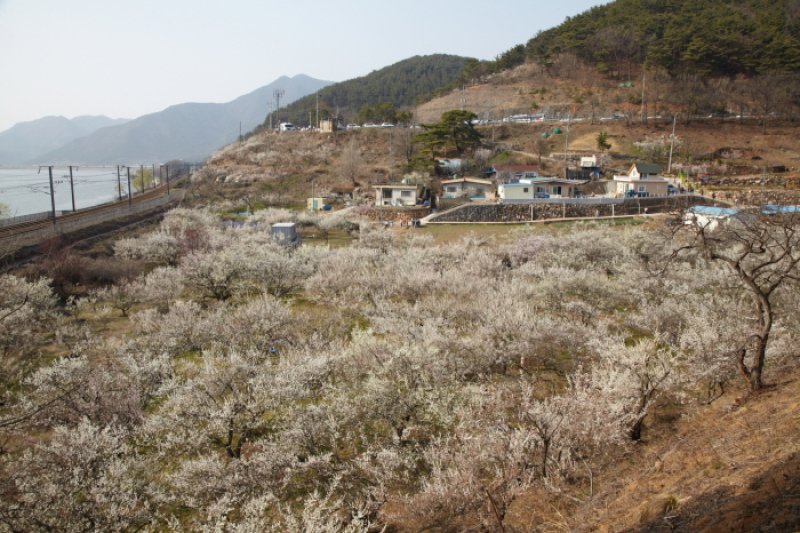 梁山院洞梅花祭り（양산원동매화축제 2018） (4/8)
