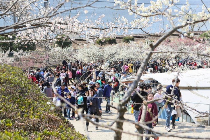梁山院洞梅花祭り（양산원동매화축제 2018） (8/8)