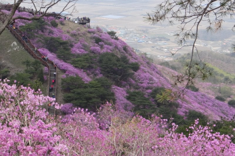 高麗山ツツジ祭り (5/5)