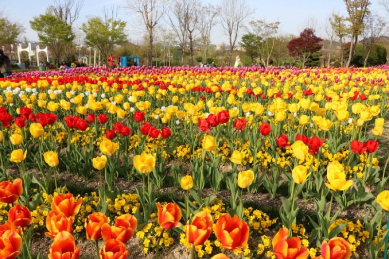 順天湾国家庭園 春花祭り（순천만국가정원 봄꽃 축제 2018 ） (1/11)