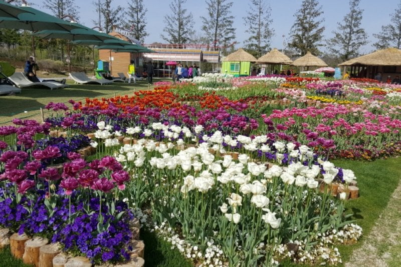 順天湾国家庭園 春花祭り（순천만국가정원 봄꽃 축제 2018 ） (2/11)