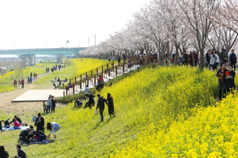 江西 洛東江辺三十里桜祭り（강서 낙동강변30리 벚꽃 축제 2018） (1/9)