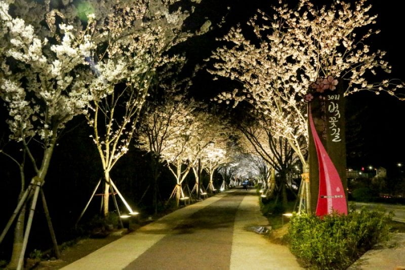 江西 洛東江辺三十里桜祭り（강서 낙동강변30리 벚꽃 축제 2018） (3/9)