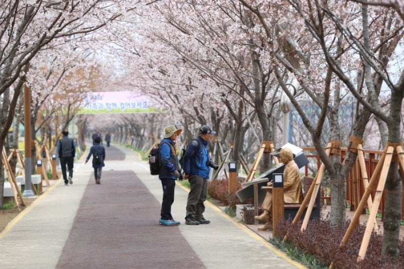 江西 洛東江辺三十里桜祭り（강서 낙동강변30리 벚꽃 축제 2018） (4/9)