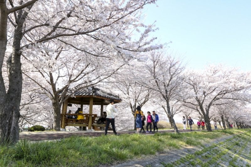 江西 洛東江辺三十里桜祭り（강서 낙동강변30리 벚꽃 축제 2018） (5/9)