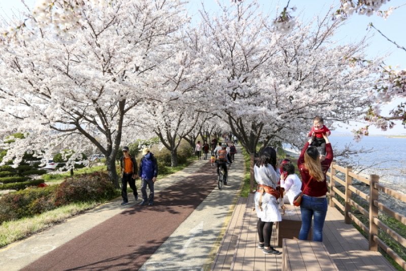 江西 洛東江辺三十里桜祭り（강서 낙동강변30리 벚꽃 축제 2018） (6/9)