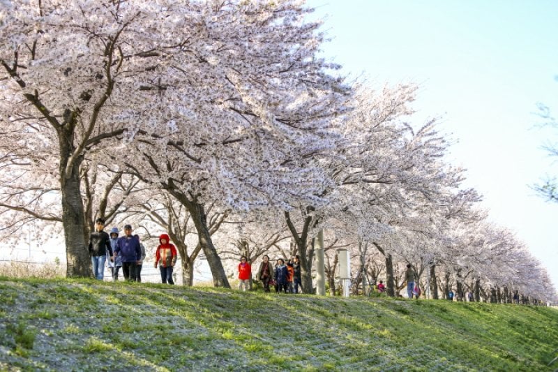 江西 洛東江辺三十里桜祭り（강서 낙동강변30리 벚꽃 축제 2018） (7/9)