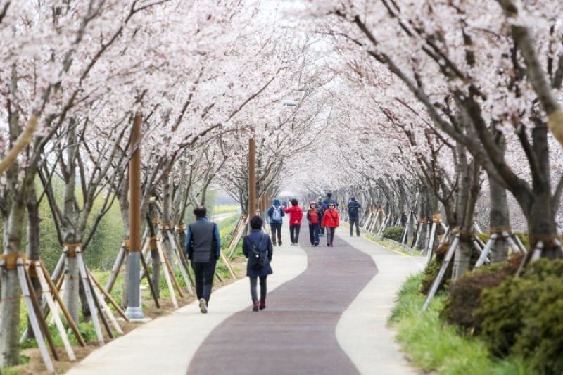 江西 洛東江辺三十里桜祭り（강서 낙동강변30리 벚꽃 축제 2018） (8/9)