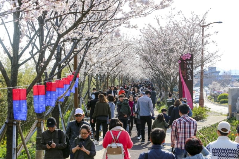 江西 洛東江辺三十里桜祭り（강서 낙동강변30리 벚꽃 축제 2018） (9/9)
