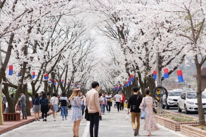 加平エデン桜並木桜祭り（가평 에덴벚꽃길 벚꽃축제） (1/6)