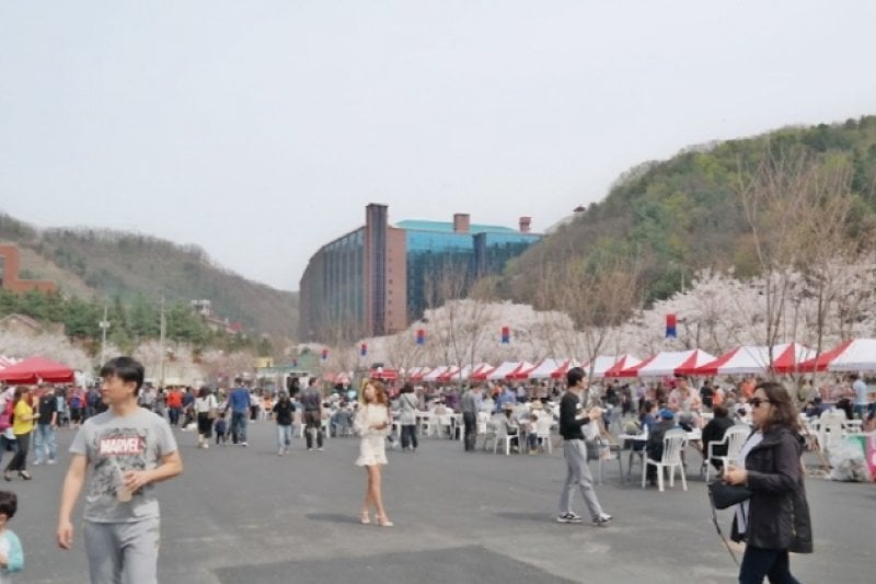 加平エデン桜並木桜祭り（가평 에덴벚꽃길 벚꽃축제） (2/6)