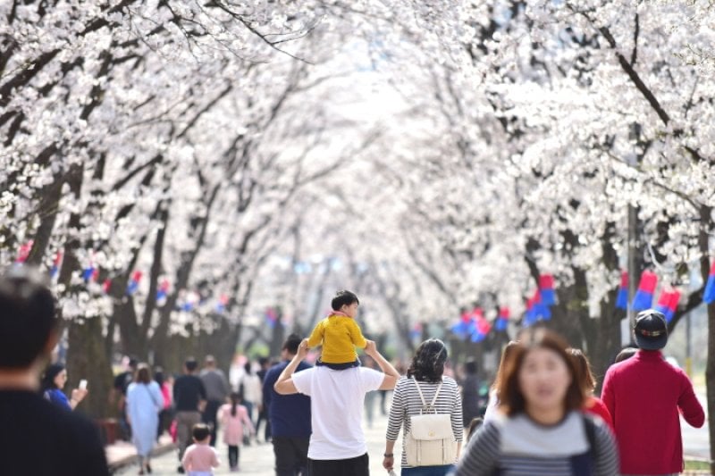 加平エデン桜並木桜祭り（가평 에덴벚꽃길 벚꽃축제） (3/6)