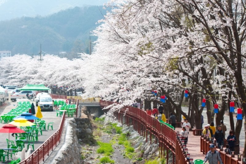 加平エデン桜並木桜祭り（가평 에덴벚꽃길 벚꽃축제） (4/6)