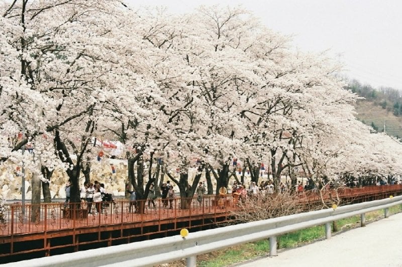 加平エデン桜並木桜祭り（가평 에덴벚꽃길 벚꽃축제） (5/6)
